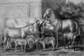 Riesenwuchs und Zwergenwuchs bei landwirtschaftlichen Tieren, historischer Stich, 1883